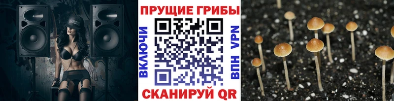 ссылка на мегу   Ахтубинск  Псилоцибиновые грибы мицелий 